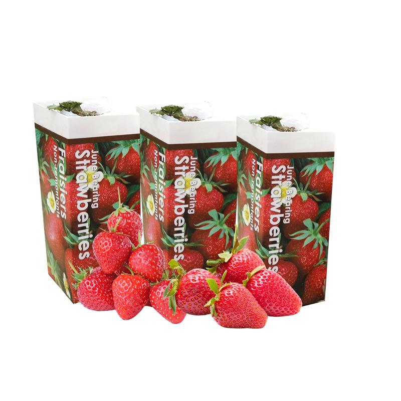 Strawberry Junebearing  - Asst'd Unit