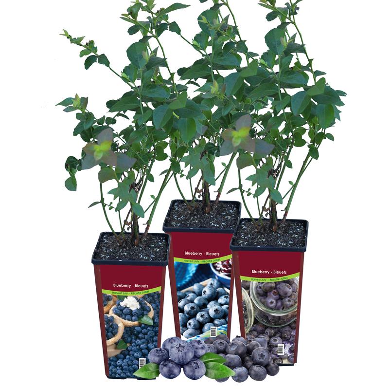 Blueberry - Asst'd Unit Retail Pot