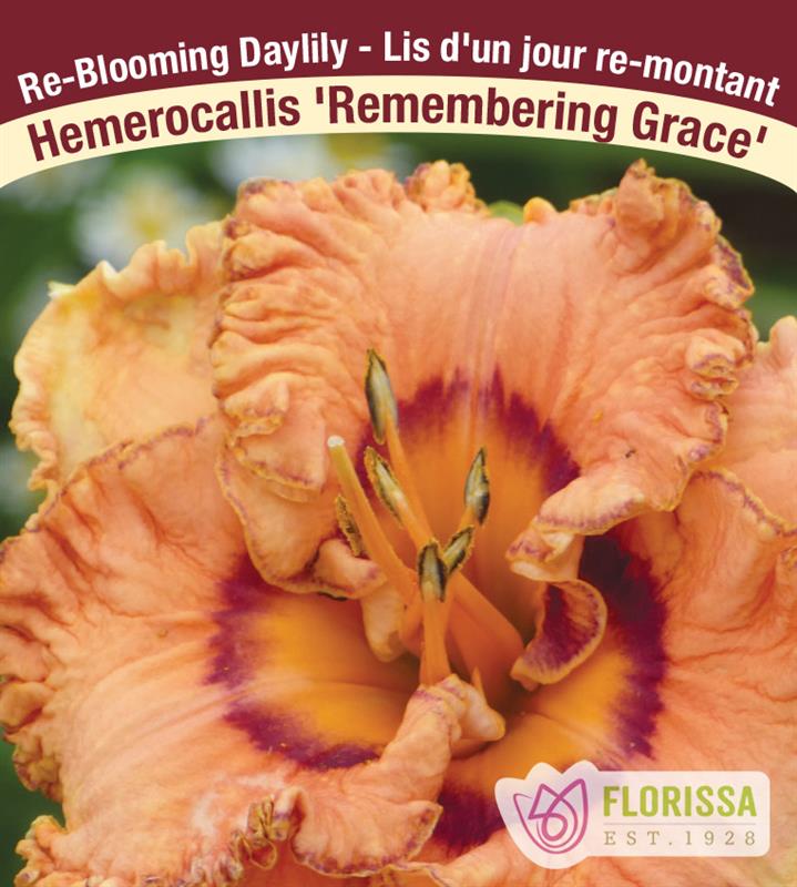 Hemerocallis - Remembering Grace