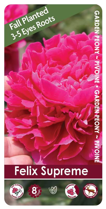 (FALL PLANTED) Peony Felix Supreme - 3/5 eye