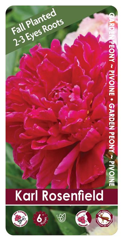 (FALL PLANTED) Peony Karl Rosenfield - 2/3 eye