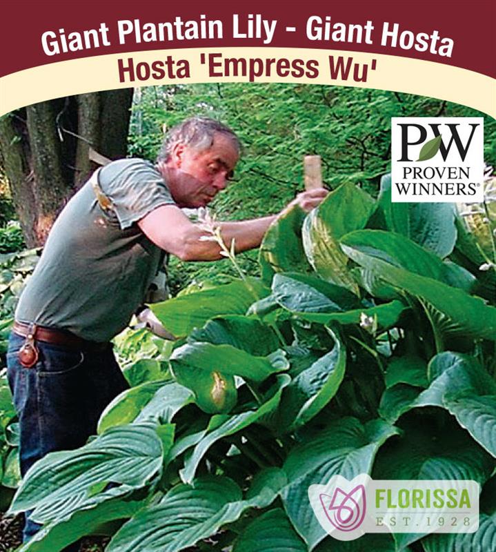 Hosta - Empress Wu PW - Potted and Tagged