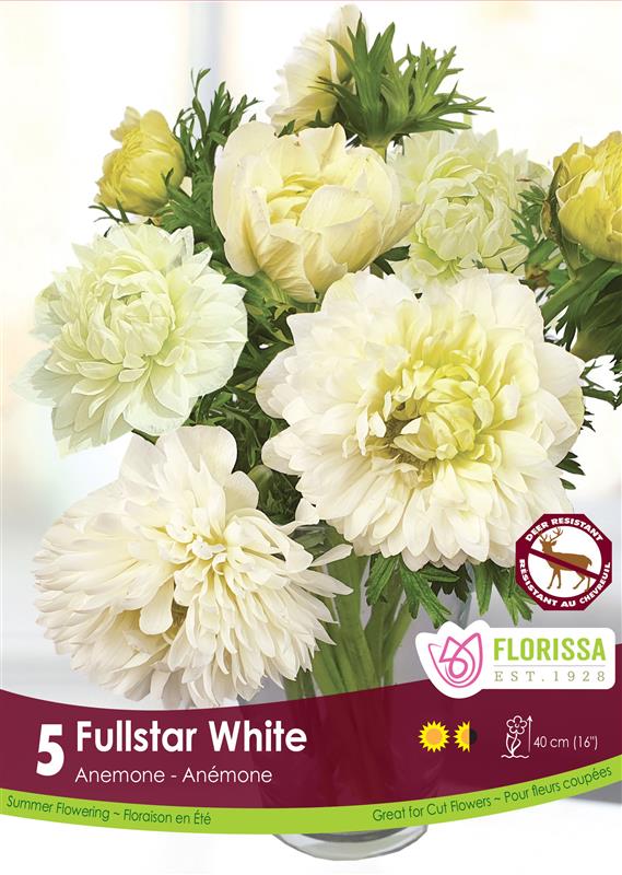 Anemone - Fullstar White Fall Bulk