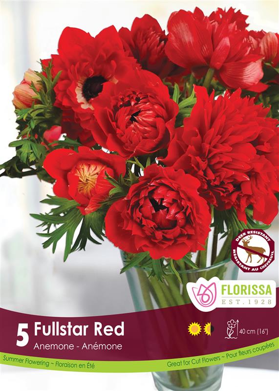 Anemone - Fullstar Red Fall Bulk