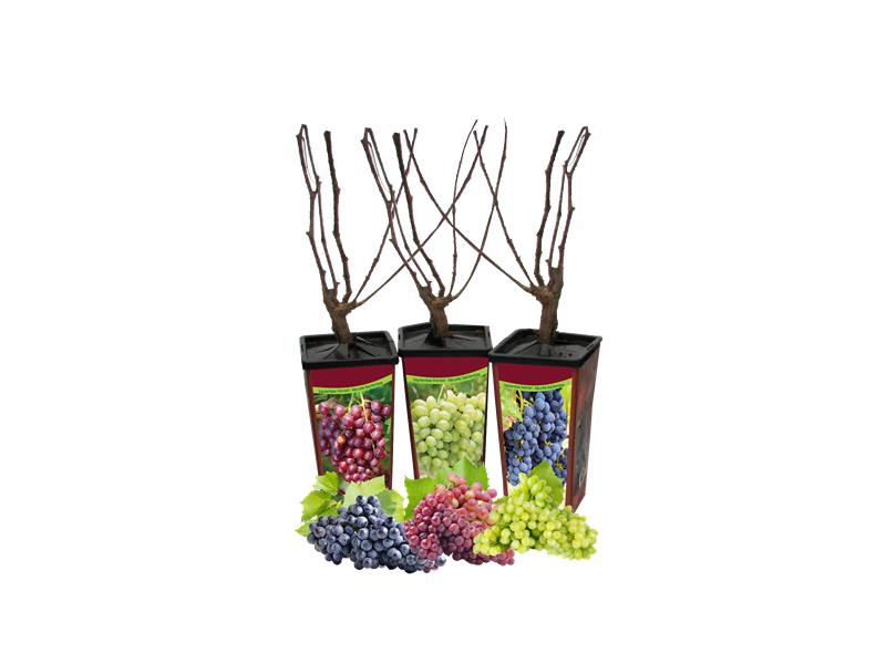 Grapes - Cold Hardy Asst'd Unit