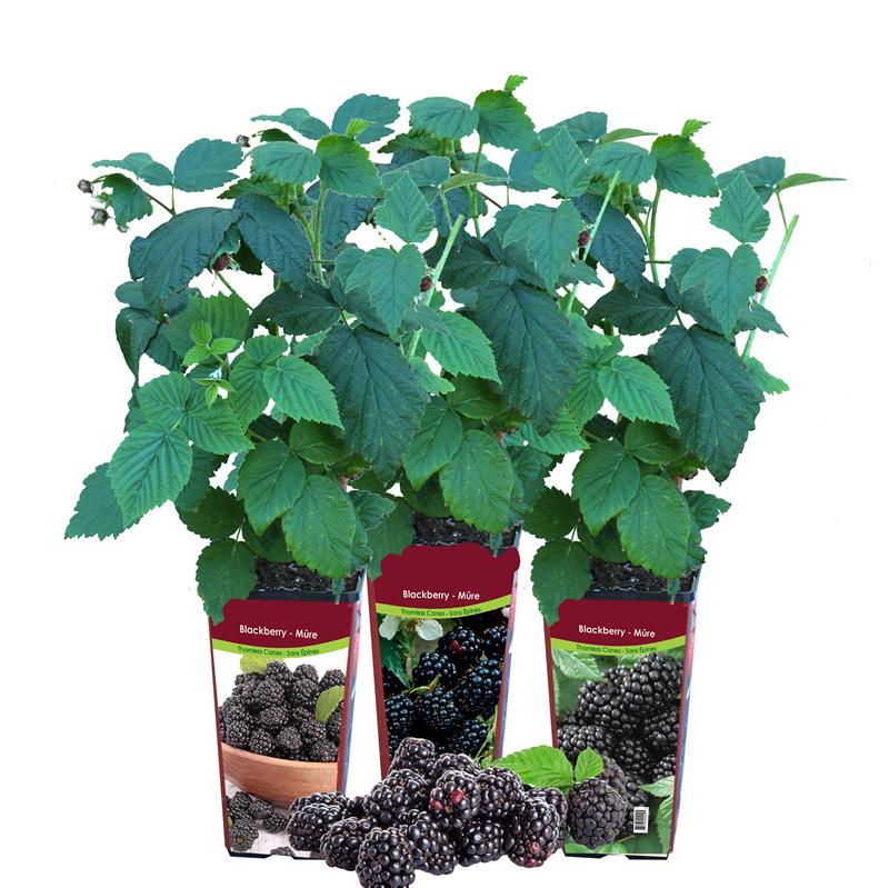 Blackberry - Assorted Unit Retail Pot