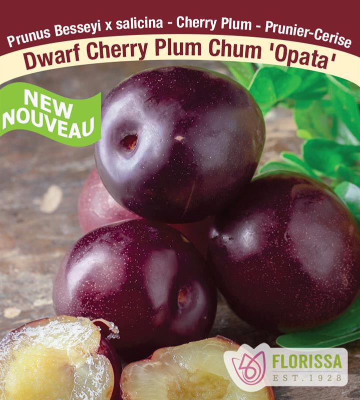 Plum - Dwarf Plum Cherry Assorted