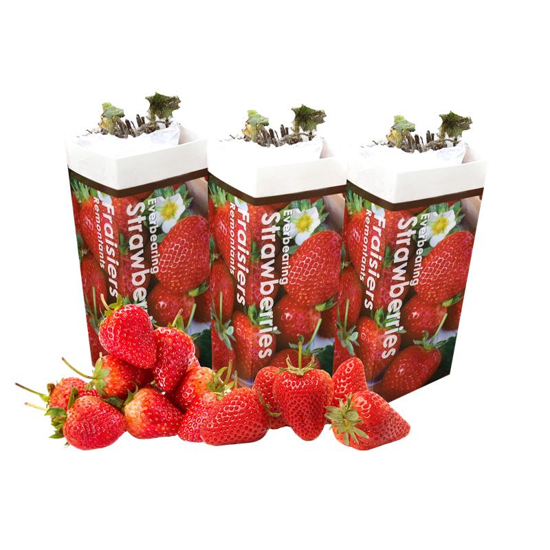 Strawberry Everbearing - Asst'd Unit