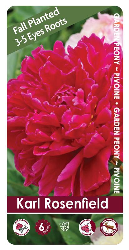 (FALL PLANTED) Peony Karl Rosenfield - 3/5 eye