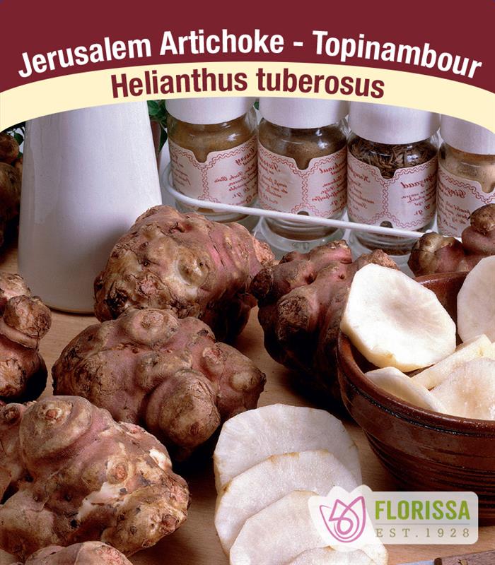 Artichoke - Jerusalem Bulk