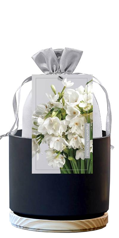 GP9 Paperwhite Kits - Premium Gift Kits