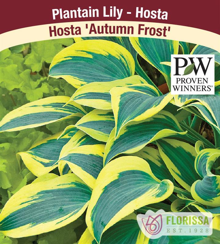 Hosta - Autumn Frost PW - Potted and Tagged