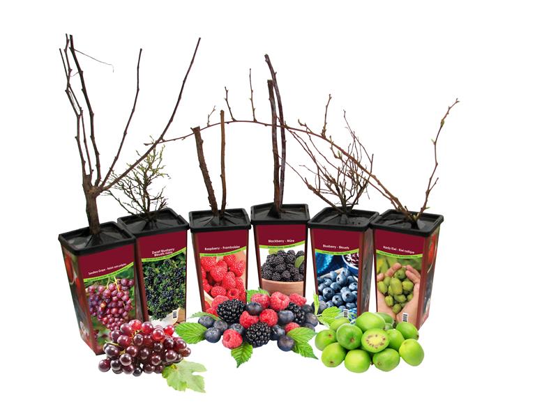 Berries - Assorted Unit Retail Pot