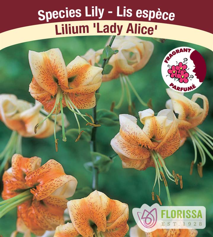 Lilium Species  - Lady Alice