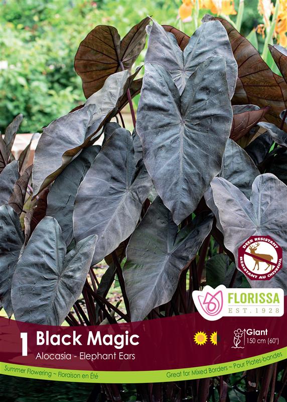 Colocasia - Black Magic Pkg
