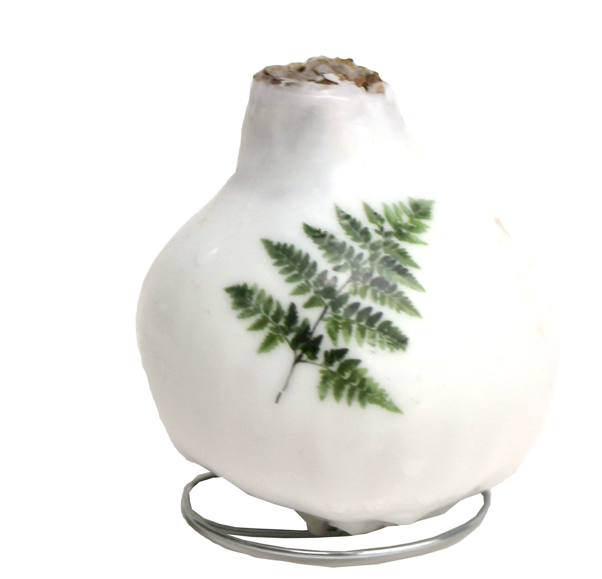 GP82 Wax Amaryllis Winter Tropics - Red Flowering