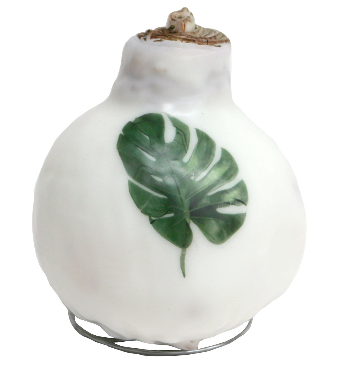 GP82 Wax Amaryllis Winter Tropics - Red Flowering