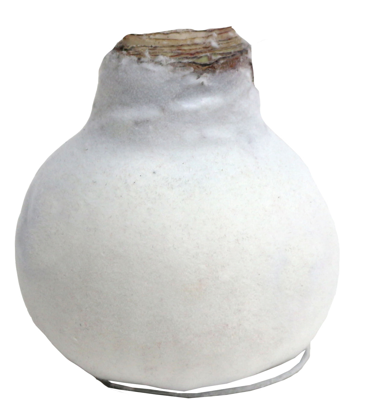 GP83 Wax Amaryllis Velvet Coat - Red Flowering