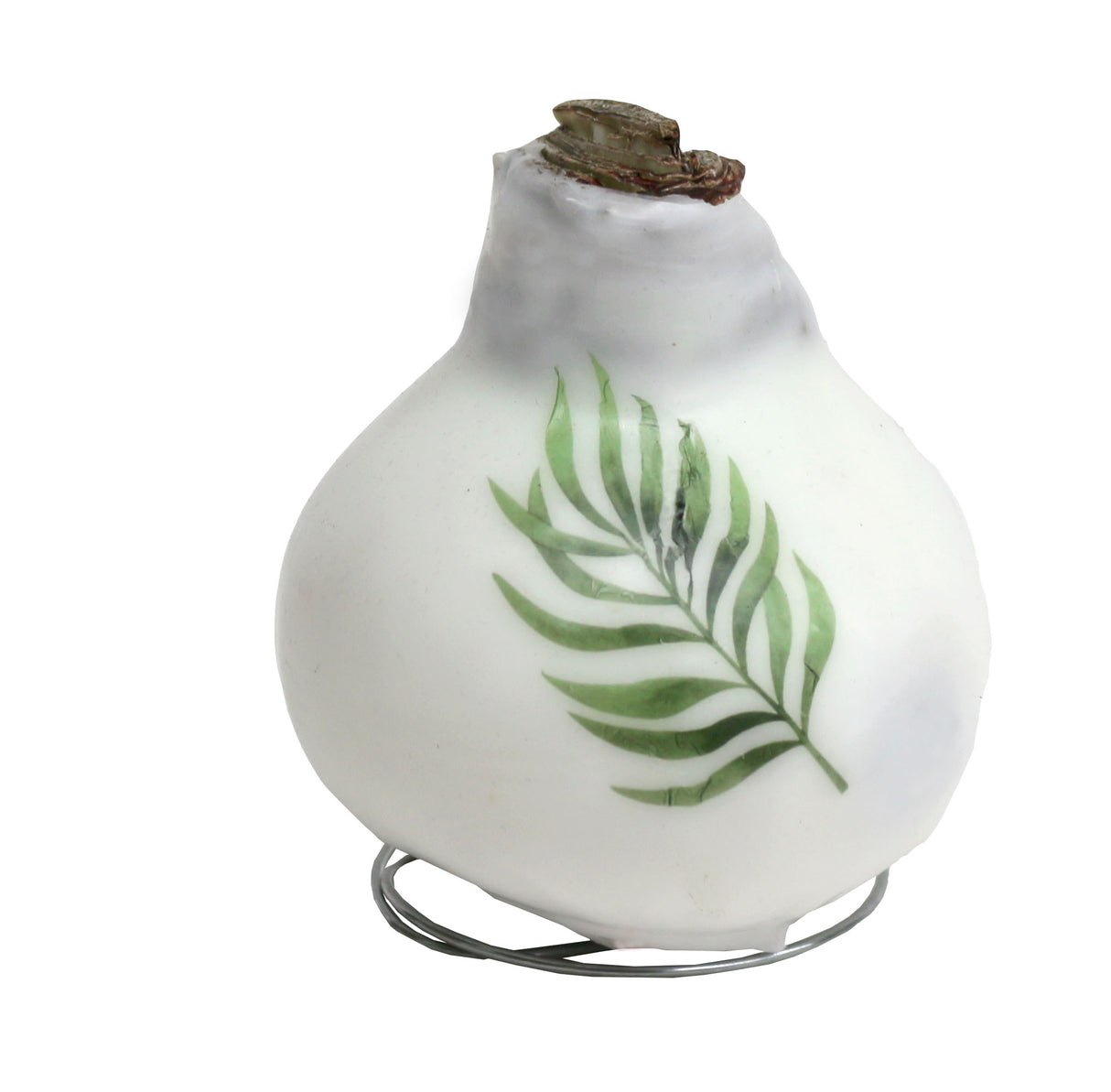 GP82 Wax Amaryllis Winter Tropics - Red Flowering