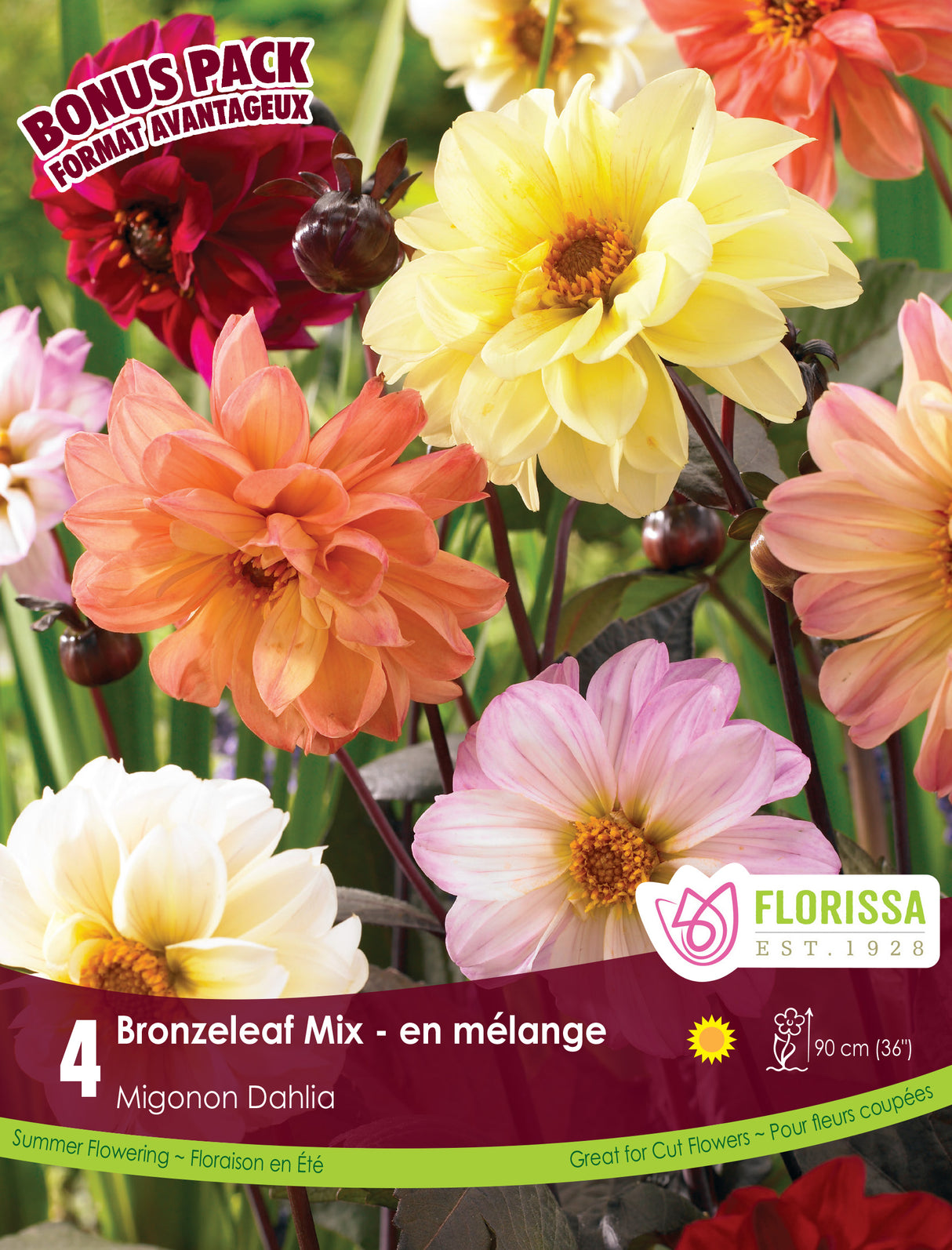 Bonus Pack - Dahlia Bronze Leaf Mix