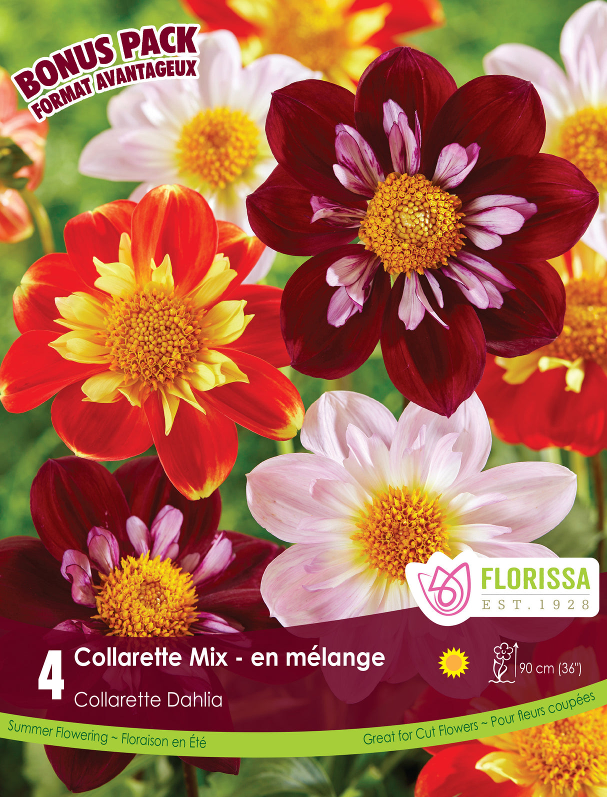 Bonus Pack - Dahlia Collarette Mix