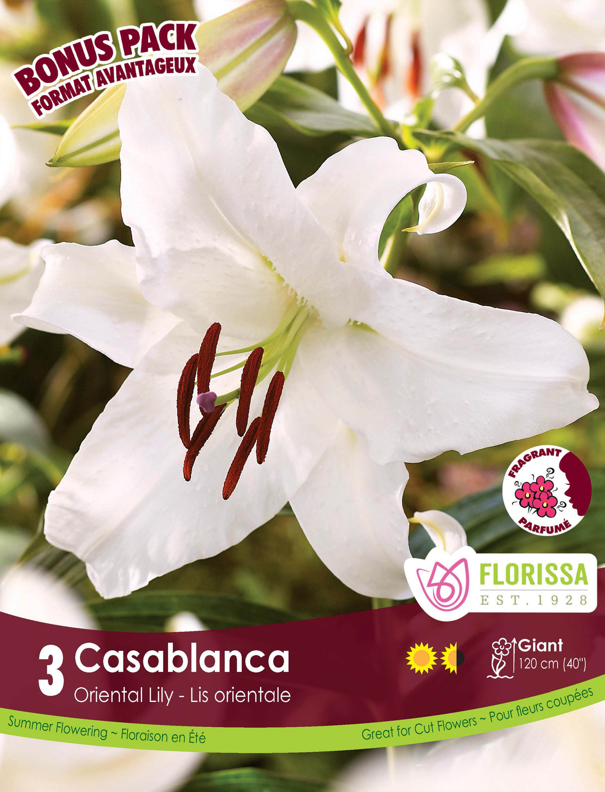 Bonus Pack - Lily Oriental Casablanca