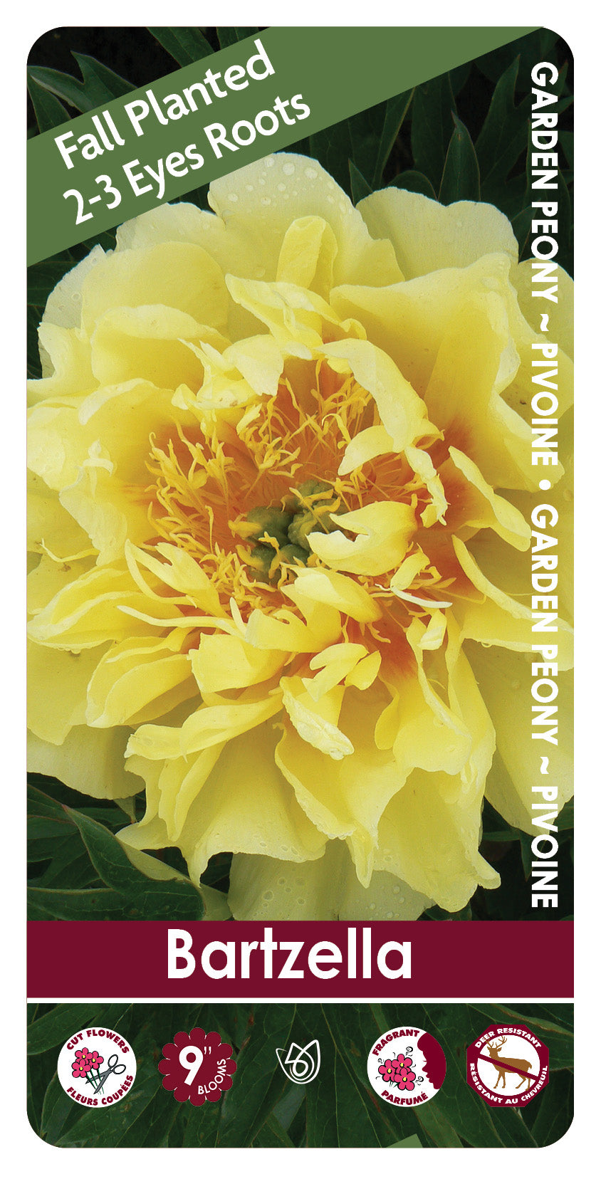 (FALL PLANTED) Peony Bartzella - 2/3 eye