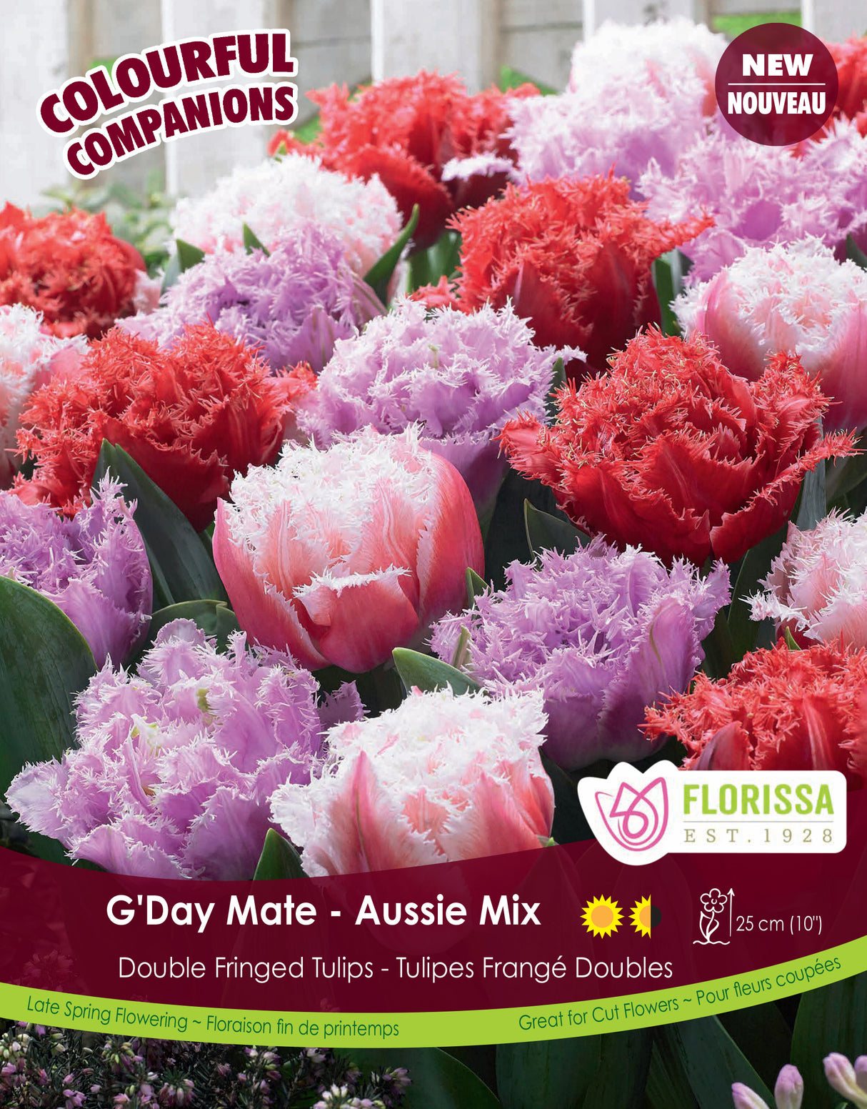 Fall Colourful Companions - G'Day Mate Bulk