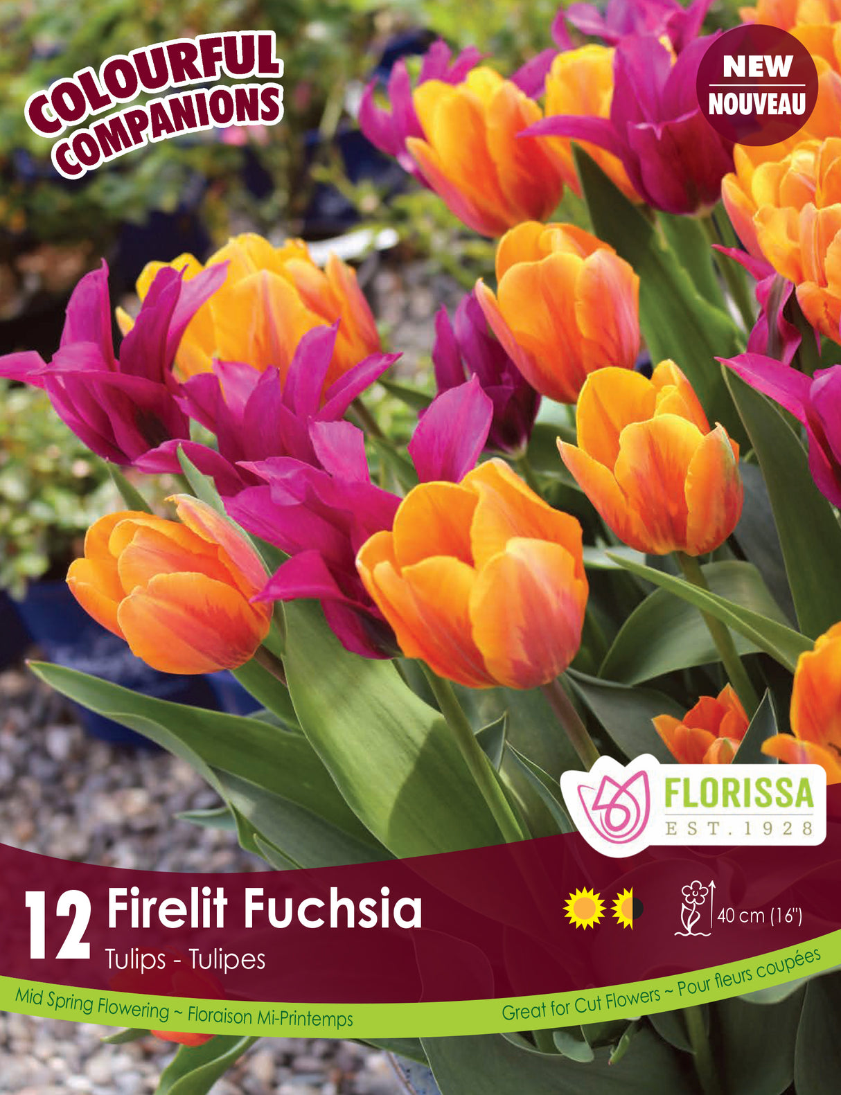 Fall Colourful Companions - Firelit Fuchsia Retail