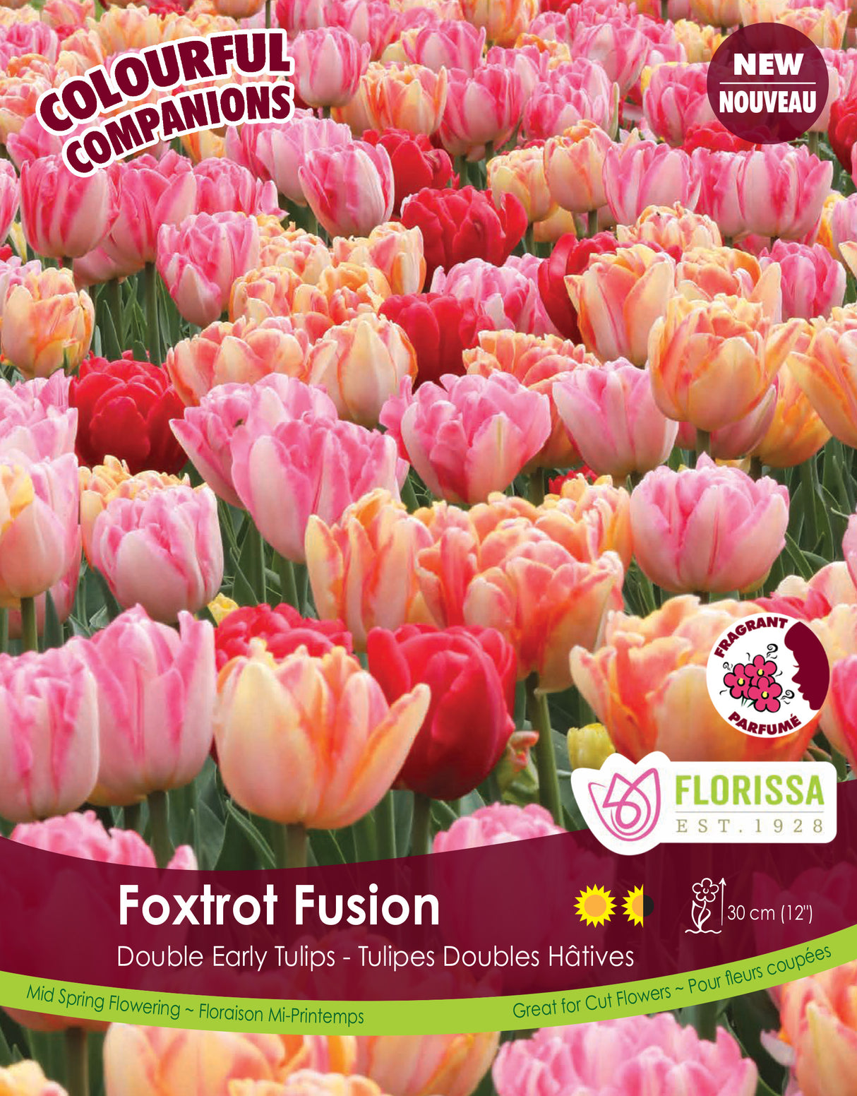 Fall Colourful Companions - Foxtrot Fusion Bulk