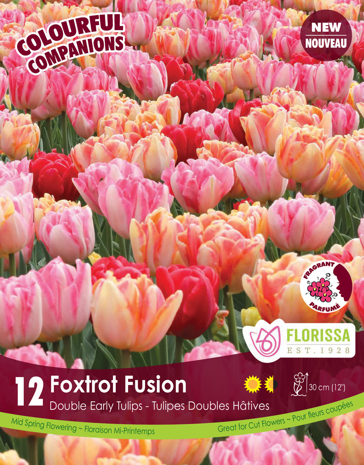 Fall Colourful Companions - Foxtrot Fusion Retail