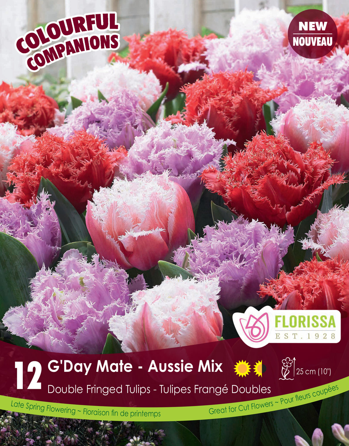 Fall Colourful Companions - G'Day Mate Retail