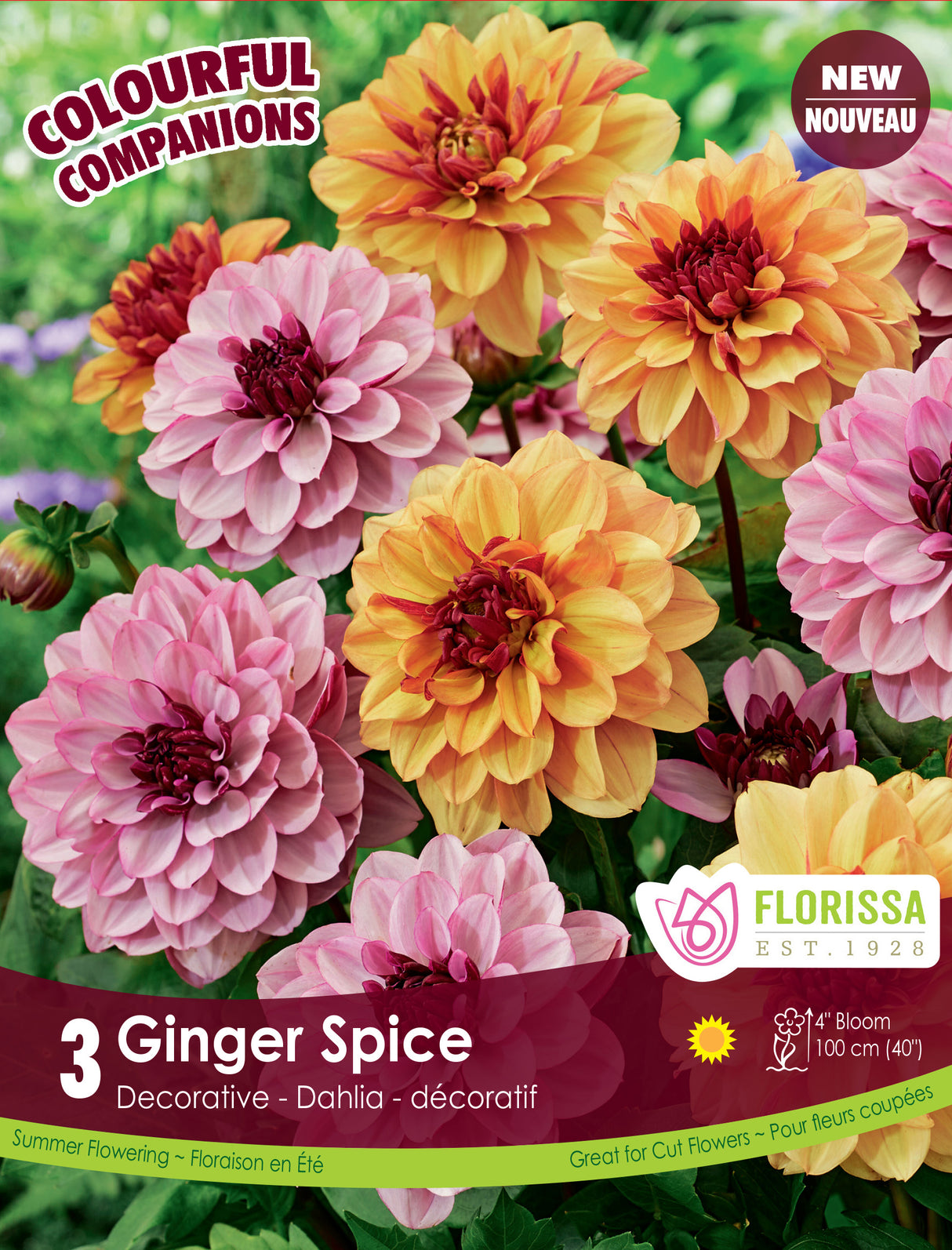 Spring Colourful Companion - Ginger Spice
