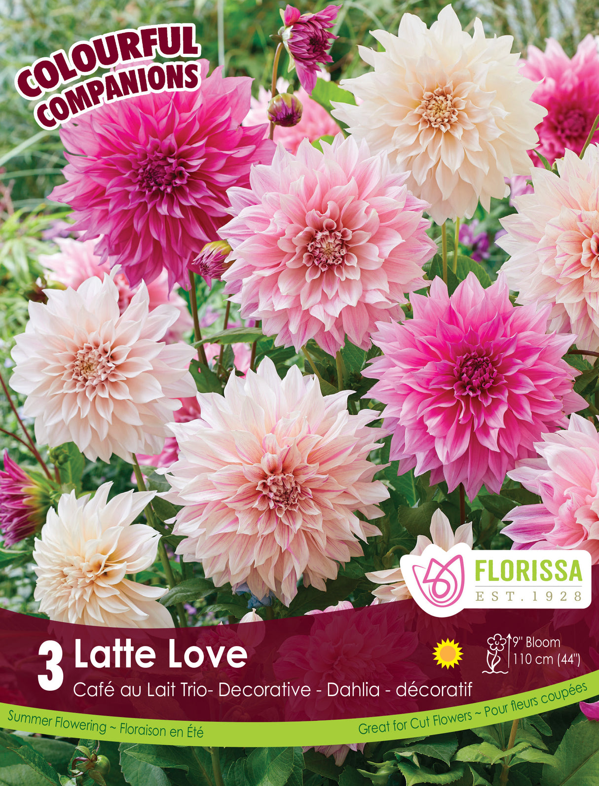 Spring Colourful Companion - Latte Love