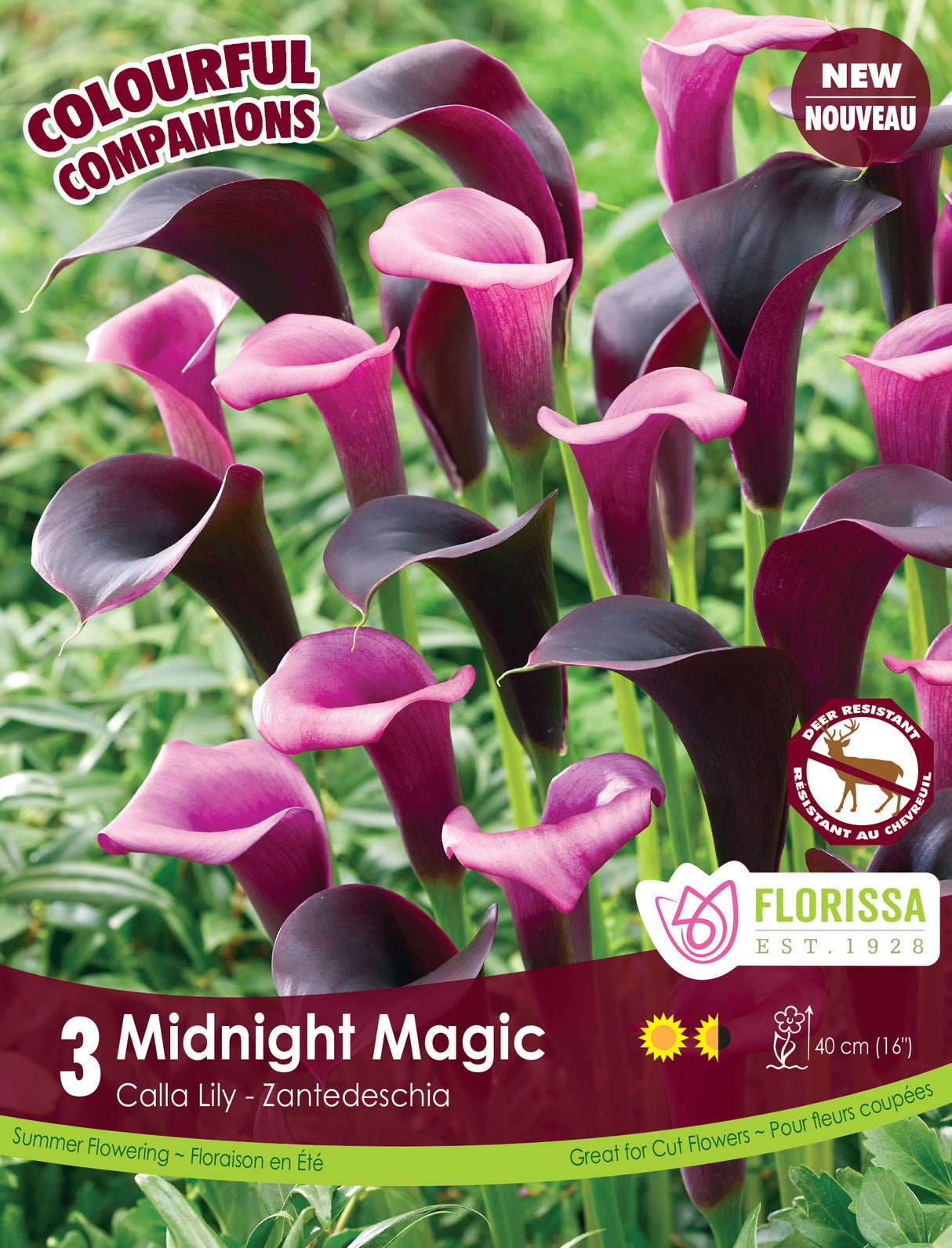 Spring Colourful Companion - Midnight Magic