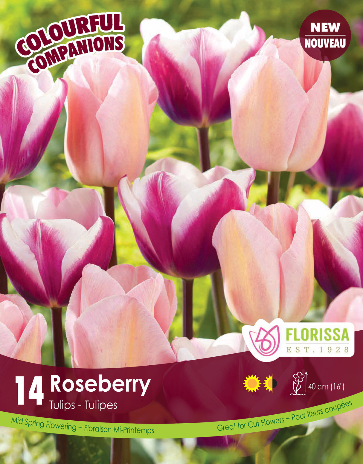 Fall Colourful Companions - Roseberry Retail