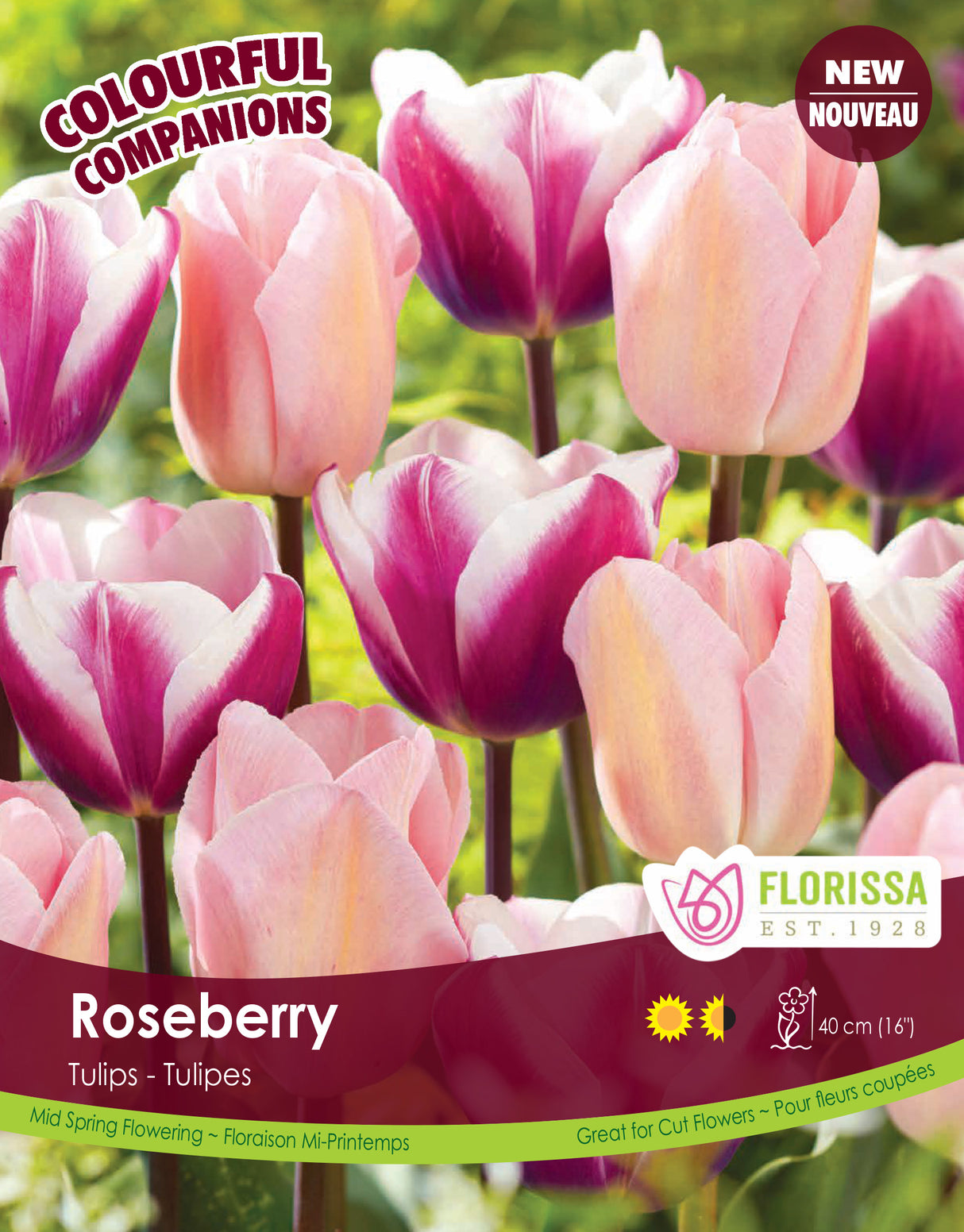 Fall Colourful Companions - Roseberry Bulk