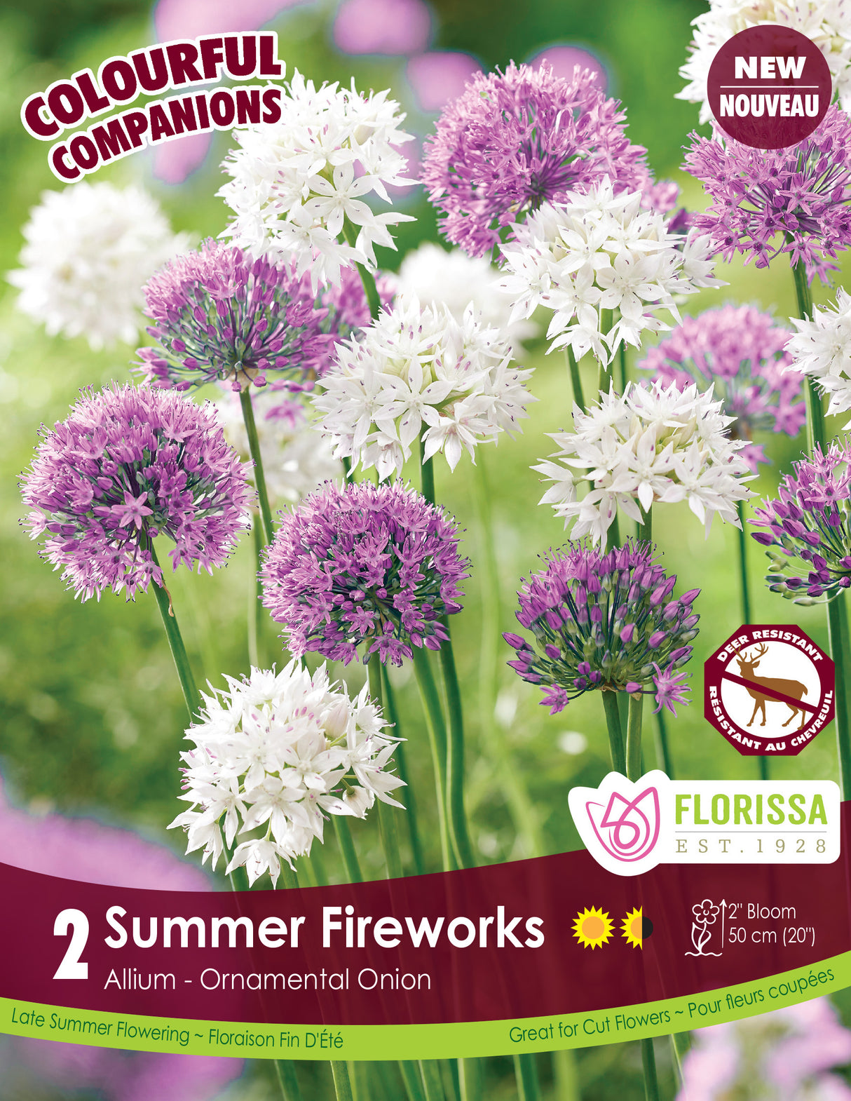 Spring Colourful Companion - Summer Fireworks