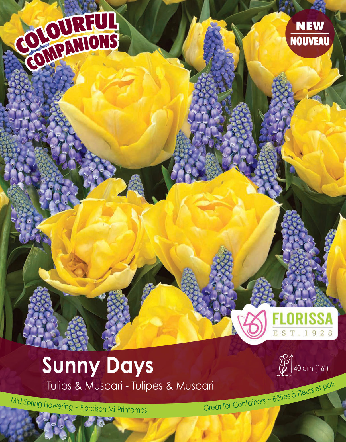 Fall Colourful Companions - Sunny Days Bulk