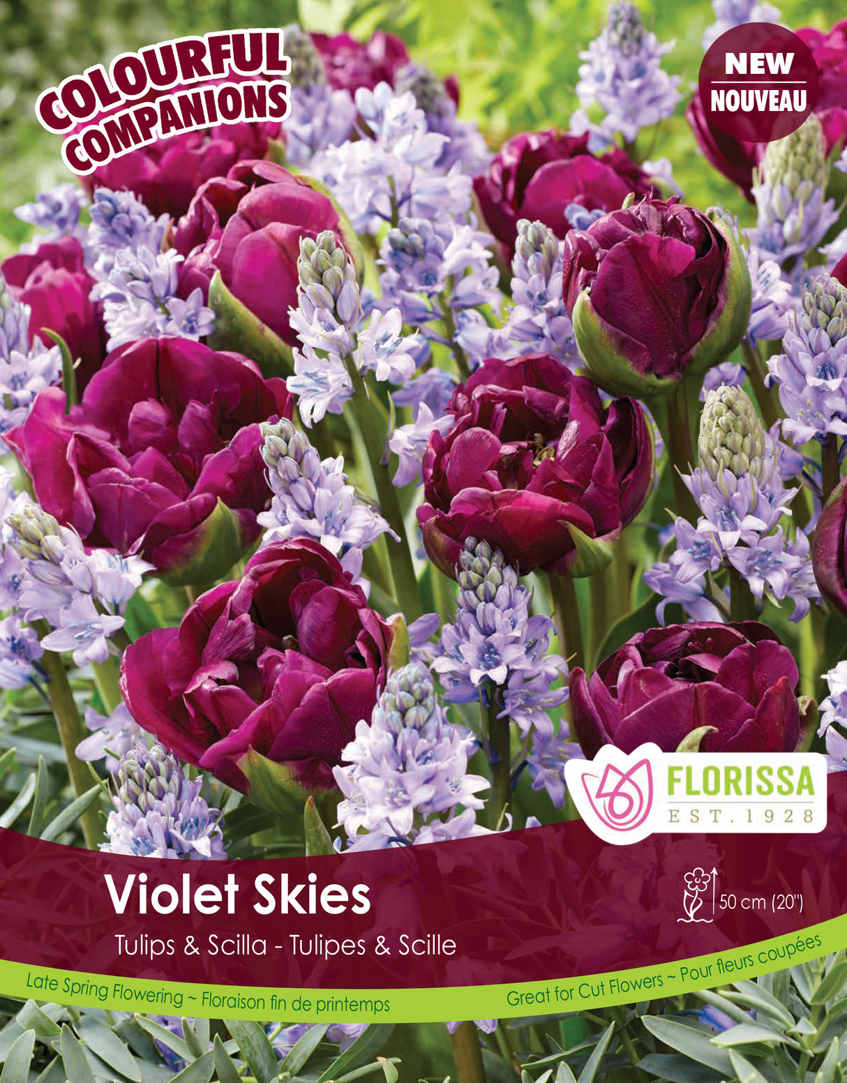 Fall Colourful Companions - Violet Skies Bulk