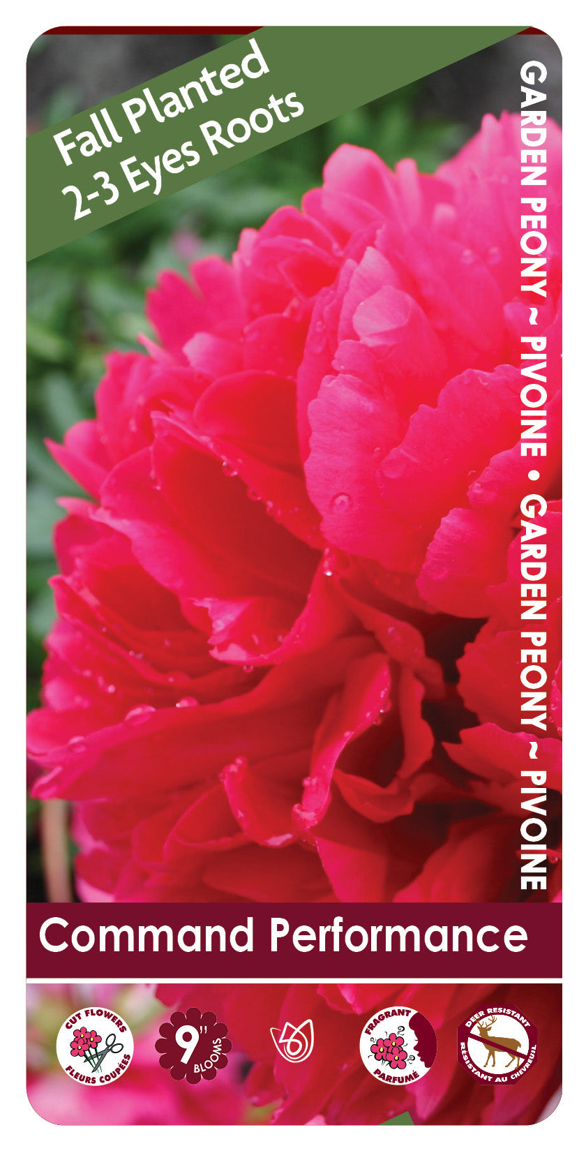 (FALL PLANTED) Peony Command Performace - 2/3 eye
