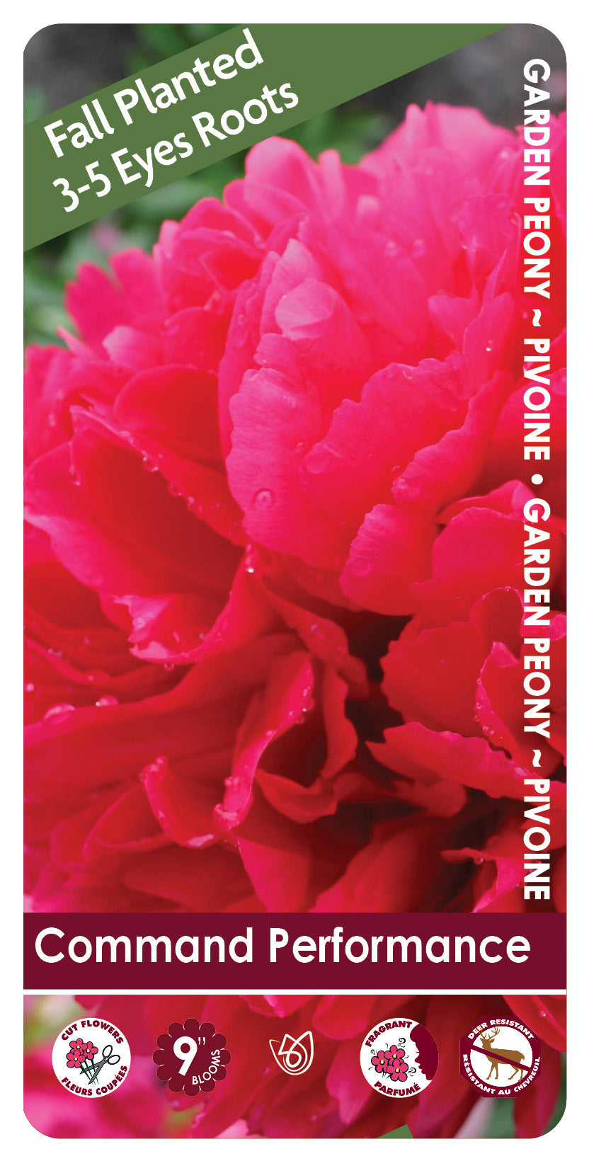 (FALL PLANTED) Peony Command Performace - 3/5 eye