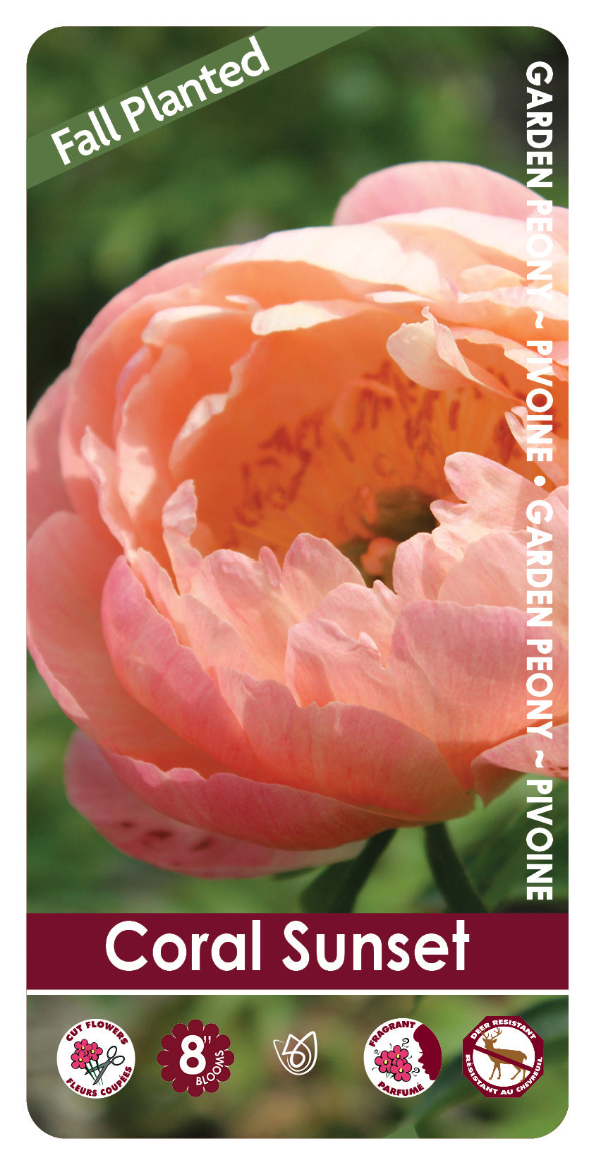 (FALL PLANTED) Peony Coral Sunset - 2/3 eye