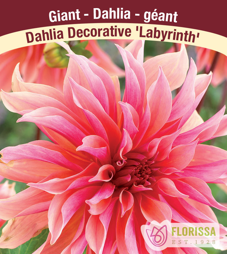 Dahlia Giant Dinnerplate - Labyrinth Bulk