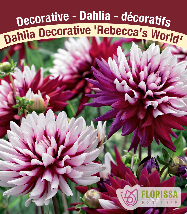 Dahlia Decorative - Rebecca's World Bulk