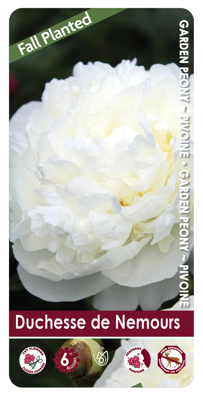 (FALL PLANTED) Peony Duchesse de Nemours - 2/3 eye