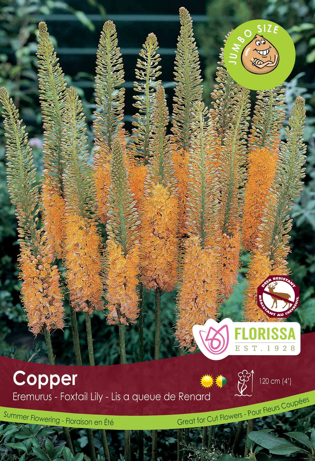 Eremurus - Copper - Giant Bulbs in Trays