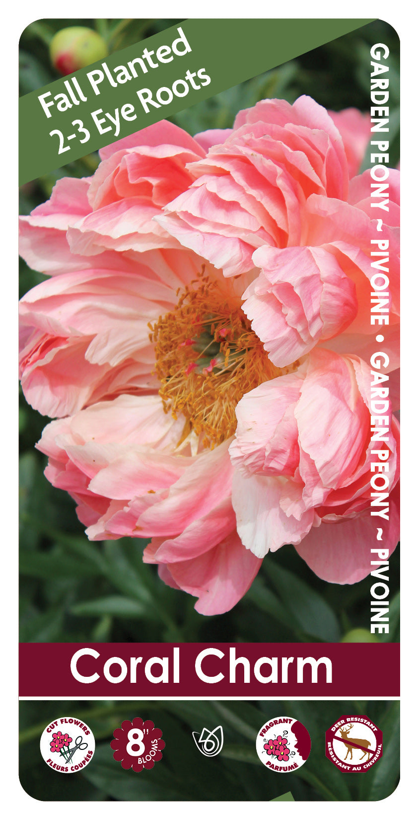 (FALL PLANTED) Peony Coral Charm - 2/3 eye