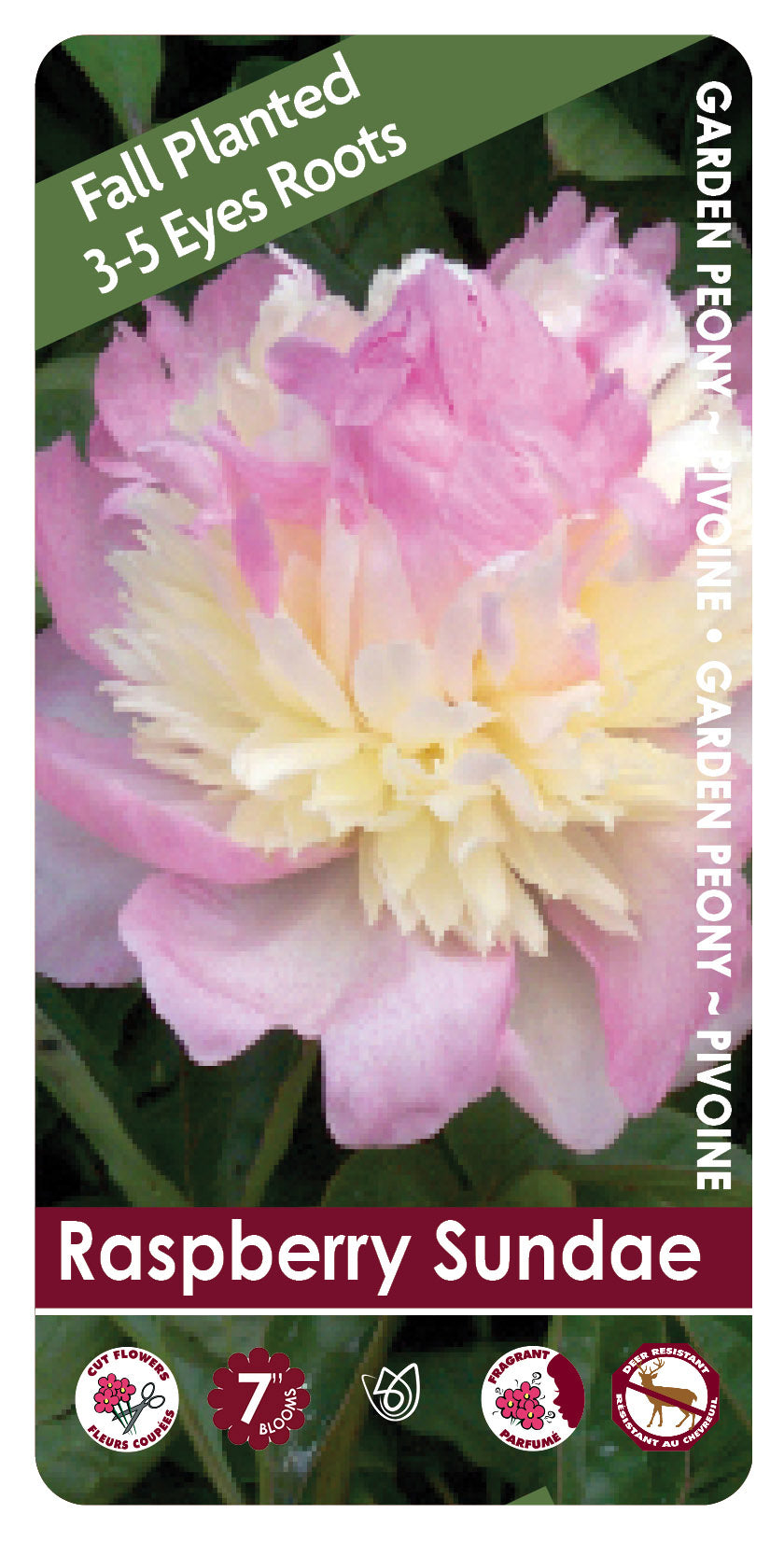 (FALL PLANTED) Peony Raspberry Sundae - 3/5 eye