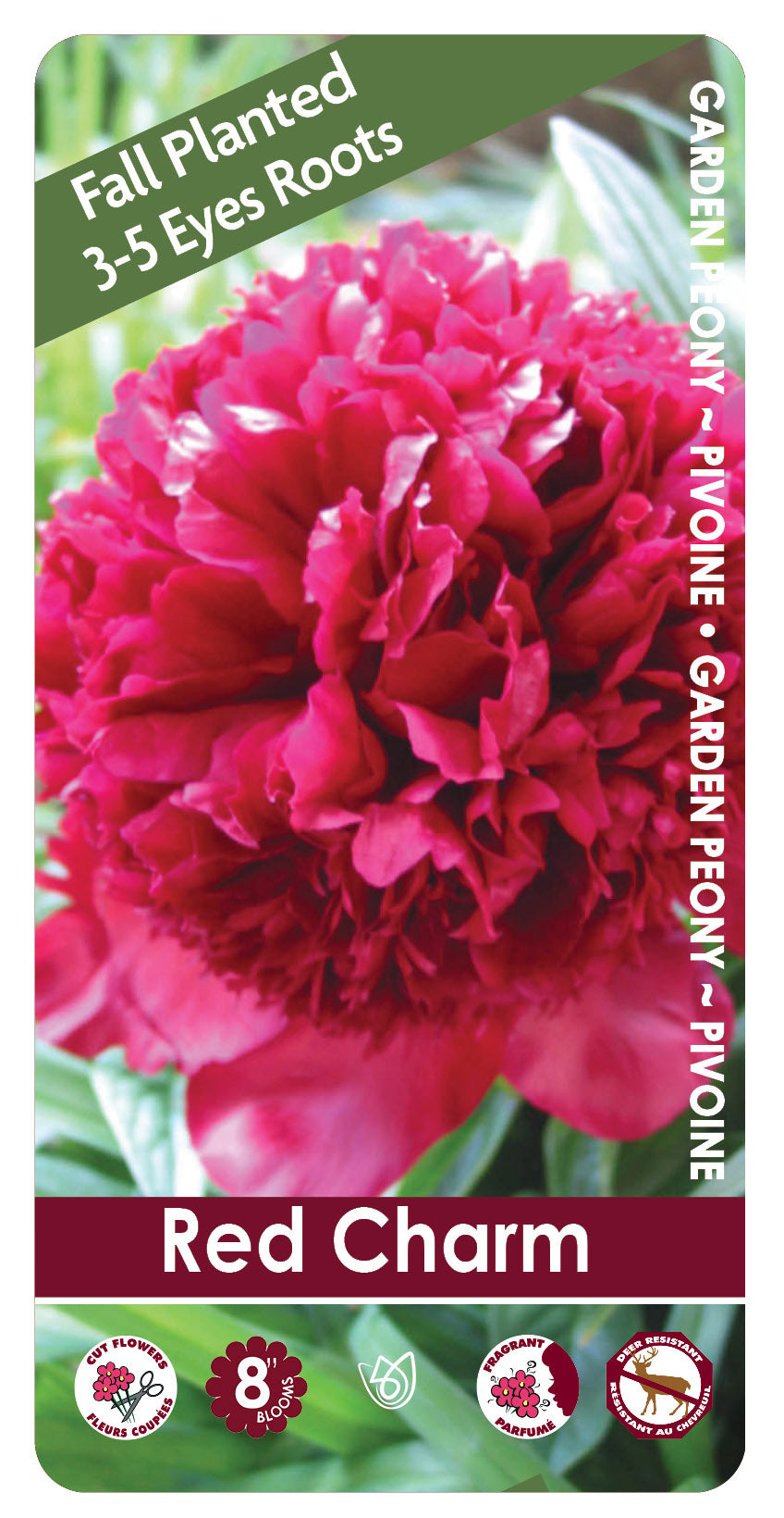 (FALL PLANTED) Peony Red Charm - 3/5 eye